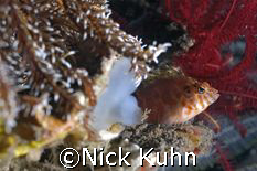 This green eyed hawkfish found a great spot to watch the ... by Nick Kuhn 